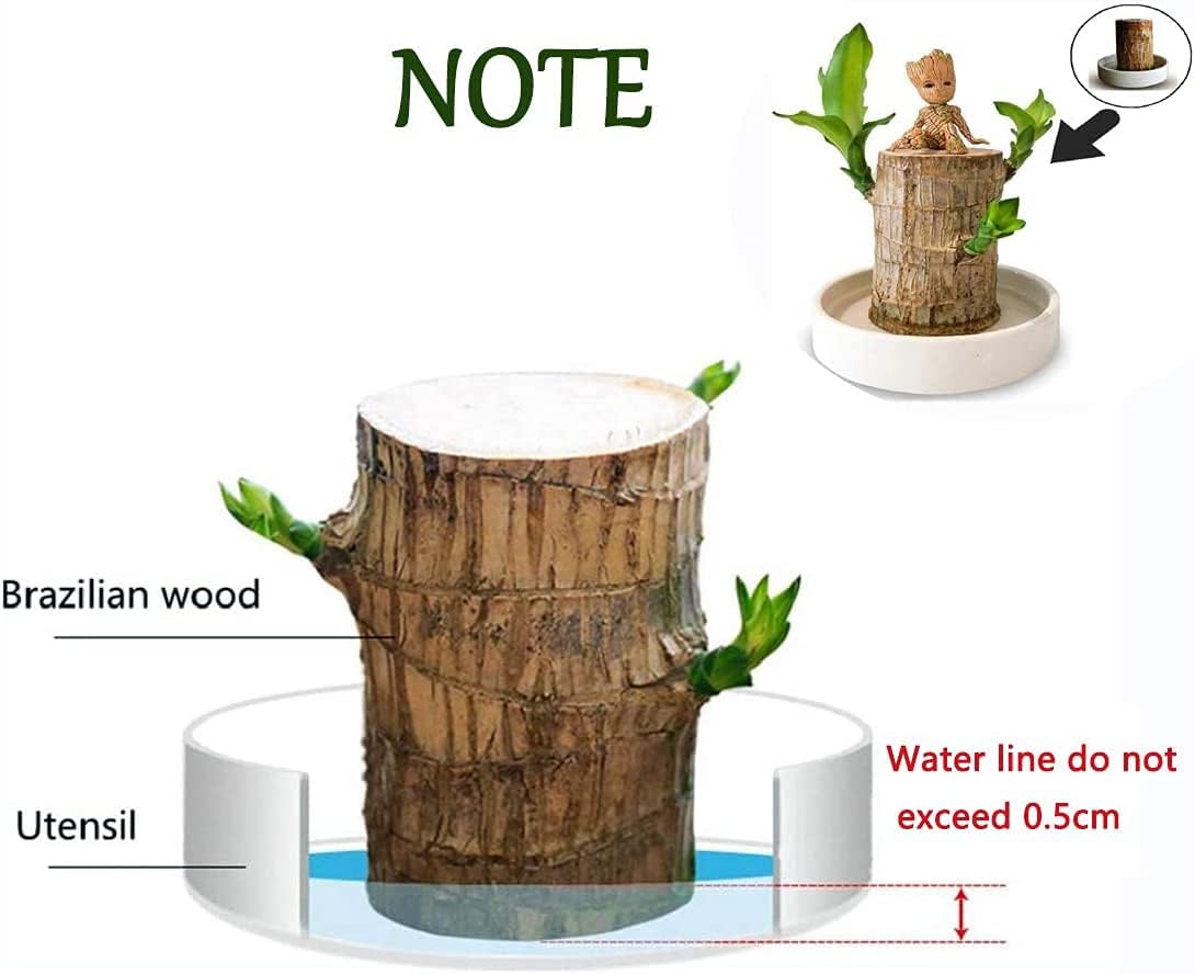 Lucky Brazilian Wood – Symbol of Prosperity and Abundance