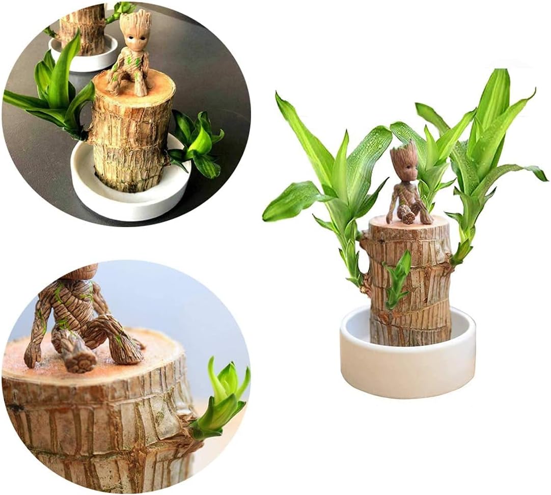 Lucky Brazilian Wood – Symbol of Prosperity and Abundance