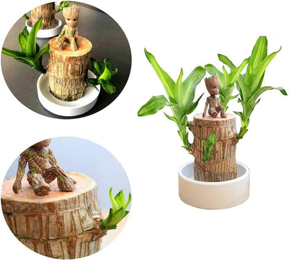 Lucky Brazilian Wood – Symbol of Prosperity and Abundance
