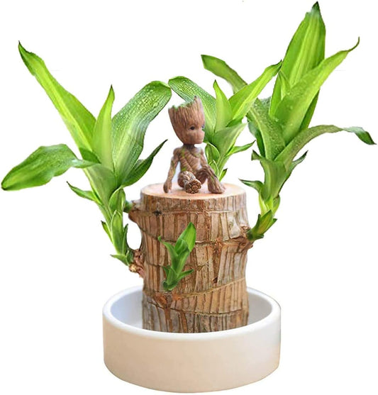 Lucky Brazilian Wood – Symbol of Prosperity and Abundance
