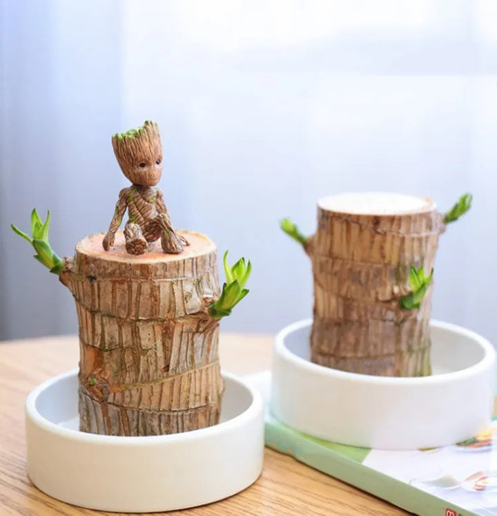 Lucky Brazilian Wood – Symbol of Prosperity and Abundance