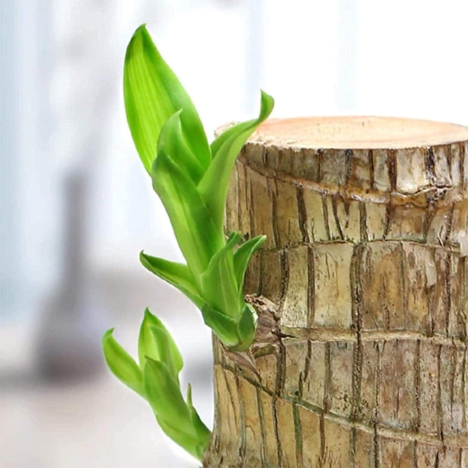 Lucky Brazilian Wood – Symbol of Prosperity and Abundance