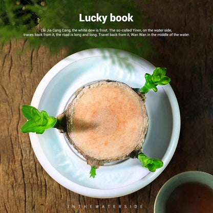 Lucky Brazilian Wood – Symbol of Prosperity and Abundance